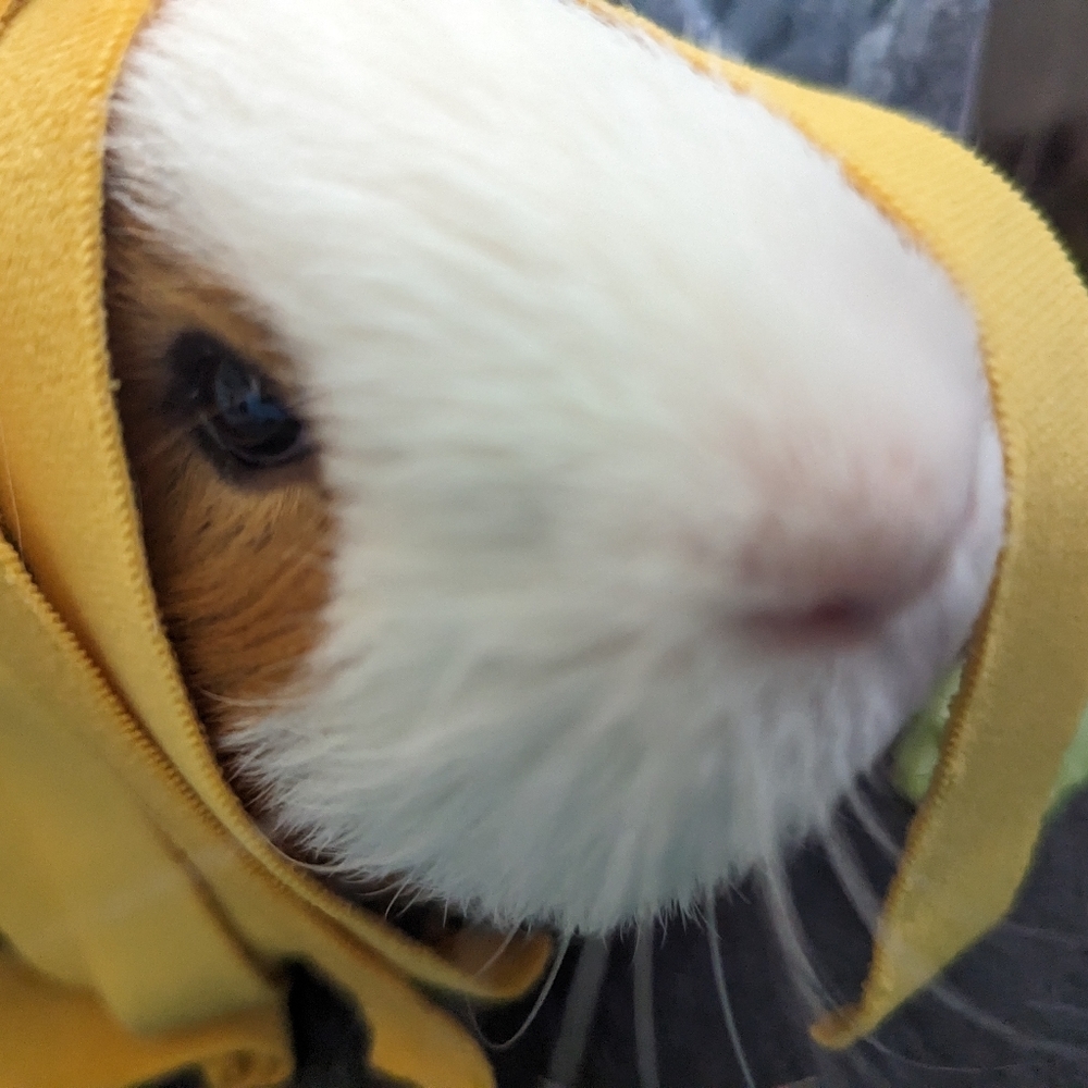 Meet your Posher, Hailey